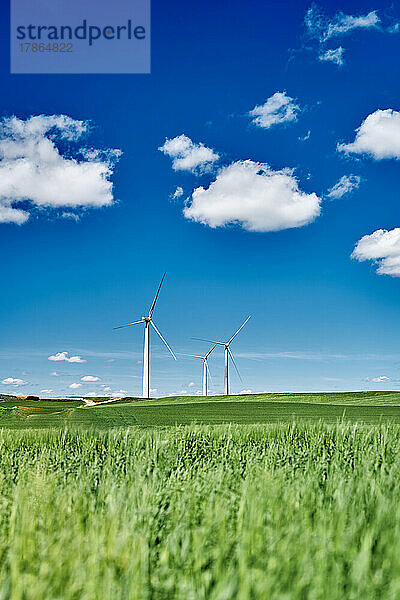 Blauer Himmel  ein grünes Feld und Windmühlen
