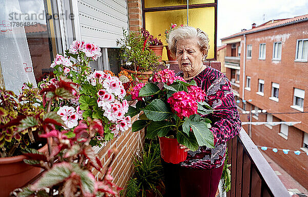Ältere Frau kümmert sich zu Hause auf dem Balkon um ihre Topfpflanzen
