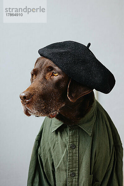 Porträt eines als Mensch verkleideten Hundes.