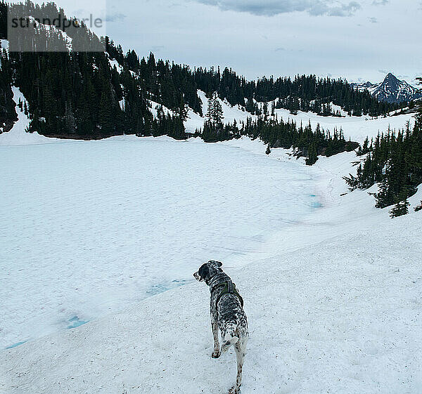 Mein Hund genießt die Aussicht auf einen zugefrorenen See hoch oben im Washington