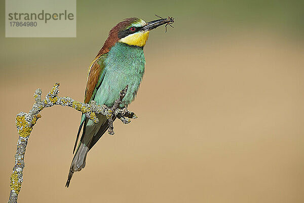 Merops apiaster Vogel mit Insekt auf moosigem Zweig