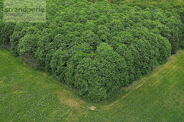 Luftaufnahme zum grünen Wald