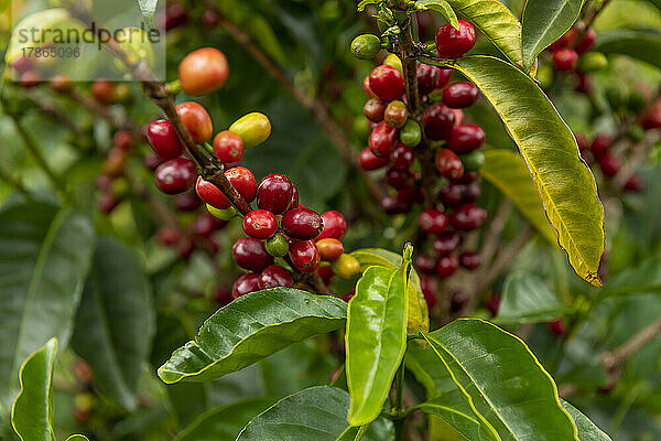 Rohe Arabica-Kaffeebohnen in Kaffeeplantage  Chiriqui  Panama