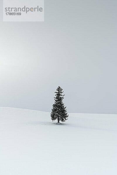 Einsame Kiefer in einem Schneefeld im Winter  Hokkaido  Japan