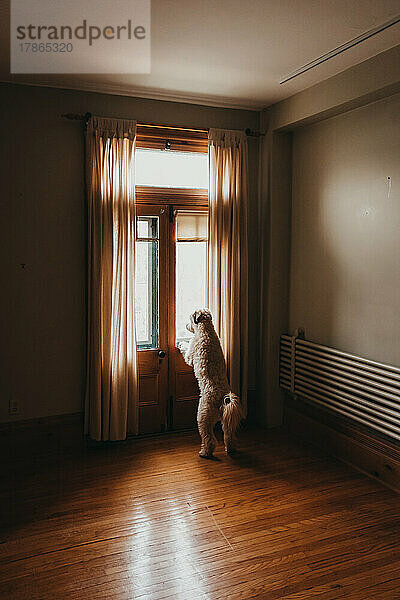 Pelziger Hund schaut aus dem Türfenster in einem leeren Raum.