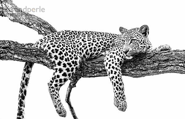 Leopardenjunges entspannt sich auf einem Ast in Südafrika