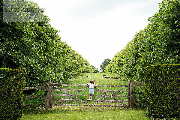 Kleinkind klettert auf dem Land durch ein Tor  um sich ein Feld mit Kühen anzusehen