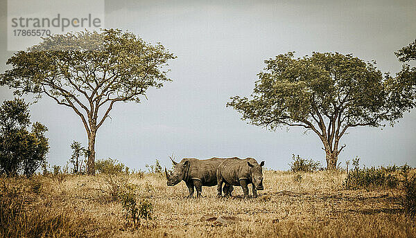 Zwei Breitmaulnashörner ruhen im Busch des Krüger-Nationalparks in Südafrika