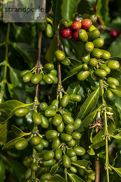 Rohe Arabica-Kaffeebohnen in Kaffeeplantage  Chiriqui  Panama