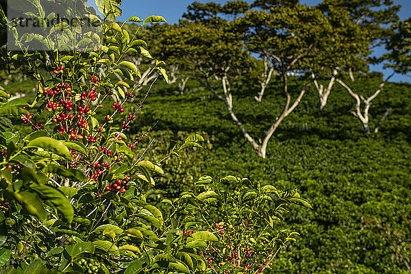 Bio-Kaffeefarm in den Bergen von Panama  Chiriqui-Hochland