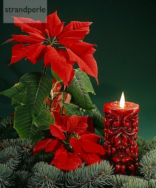 Brennende Kerze mit Weihnachtsstern  Weihnachtszeit  Advent  Burning candle with poinsettia  yule tide