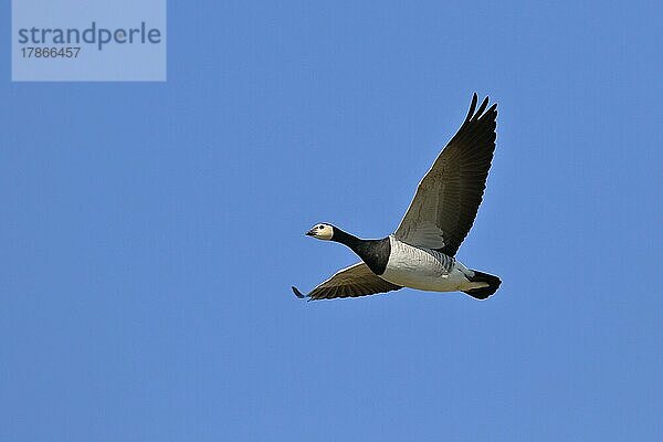 Weißwangengans (Branta leucopsis)  fliegend  Flugaufnahme  Bieslicher Insel  Niederrhein  Nordrhein-Westfalen  Deutschland  Europa