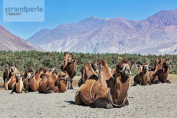 Zweihöckrige Kamele im Himalaya. Dorf Hunder  Nubra-Tal  Ladakh  Jammu und Kaschmir  Indien  Asien