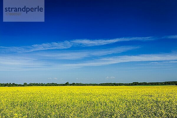 Frühling-Sommer-Hintergrund  gelbes Rapsfeld mit blauem Himmel