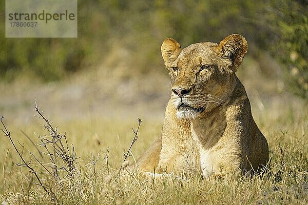 Porträt einer Löwin (Panthera Leo)  Seitenansicht des Kopfes des Tieres. Chobe-Nationalpark  Botswana  Afrika