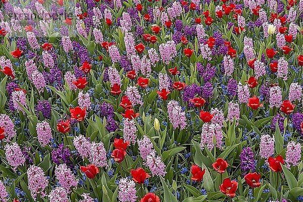 Beet mit Tulpen (Tulipa) und Hyazinthen (Hyacinthus)  Keukenhof  Lisse  Südholland  Niederlande  Europa