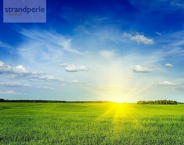 Frühling Sommer Hintergrund  grünes Gras Feld Wiese Landschaft Landschaft mit blauem Himmel