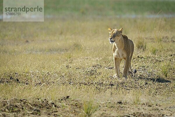 Löwin (Panthera Leo) vor dem Chobe-Fluss. Chobe National Park  BotswanaLöwin