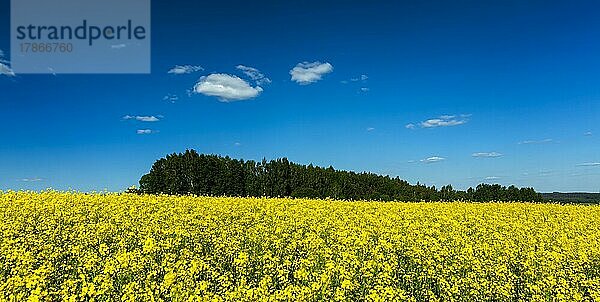 Frühling-Sommer-Hintergrund  gelbes Rapsfeld mit blauem Himmel-Panorama