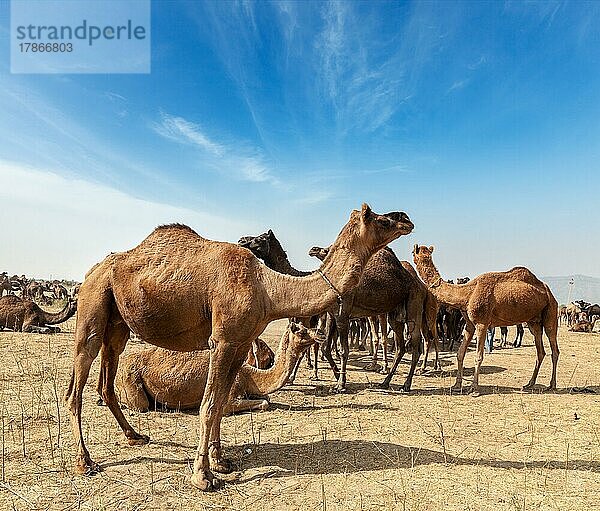 Kamele auf der Pushkar Mela (Pushkar Kamelmesse) . Pushkar  Rajasthan  Indien  Asien