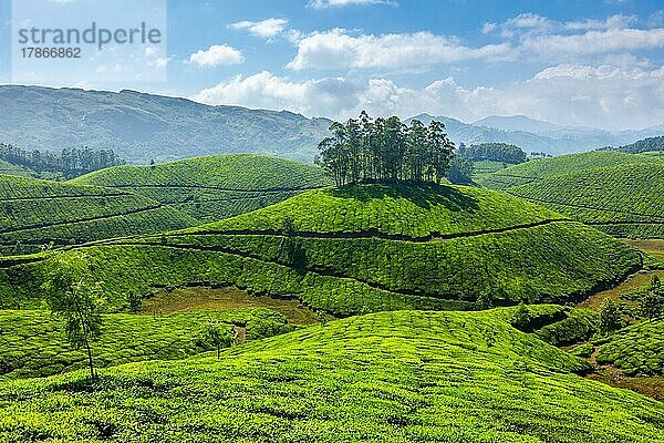 Teeplantagen. Munnar  Kerala  Indien  Asien