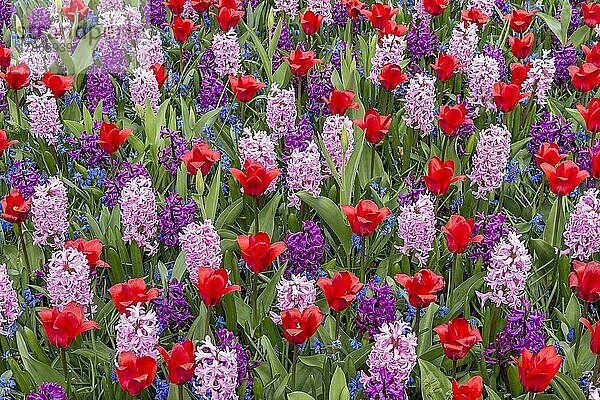 Beet mit Tulpen (Tulipa) und Hyazinthen (Hyacinthus)  Keukenhof  Lisse  Südholland  Niederlande  Europa