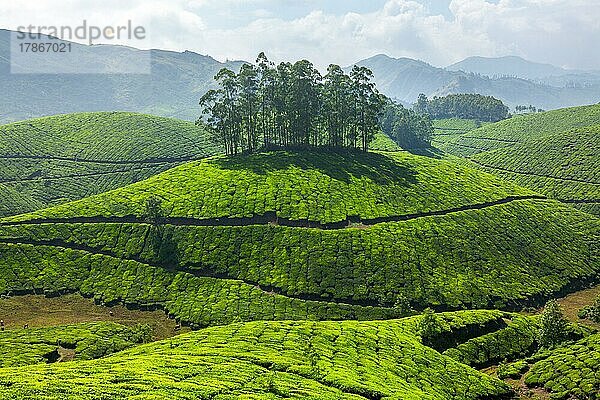 Teeplantagen. Munnar  Kerala  Indien  Asien