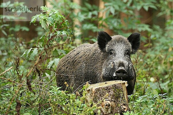 Wildschwein (Sus scrofa) starker Keiler sichert im Sommerwald  Allgäu  Bayern  Deutschland  Europa