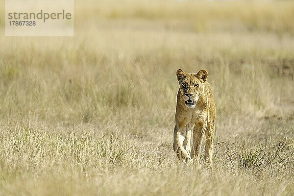 Löwin (Panthera Leo) wandert durch Grasland. Chobe National Park  Botswana  Afrika