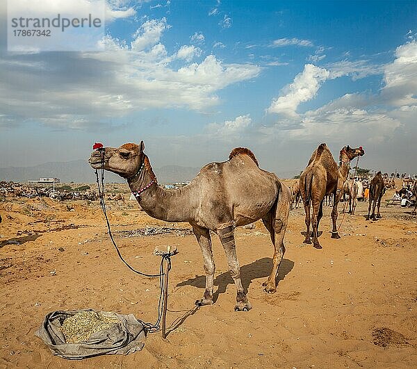 Kamele auf der Pushkar Mela (Pushkar Kamelmesse) . Pushkar  Rajasthan  Indien  Asien