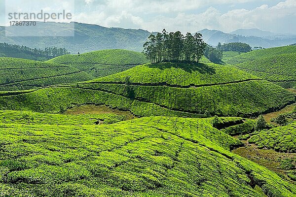 Teeplantagen. Munnar  Kerala  Indien  Asien