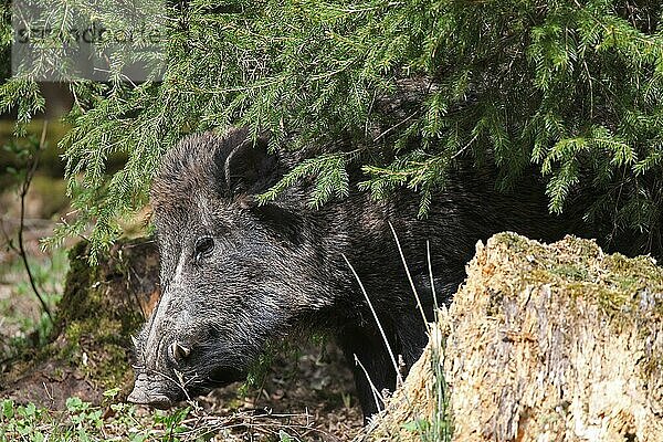 Wildschwein (Sus scrofa) starker Keiler sichert aus der Fichtendickung  Allgäu  Bayern  Deutschland  Europa