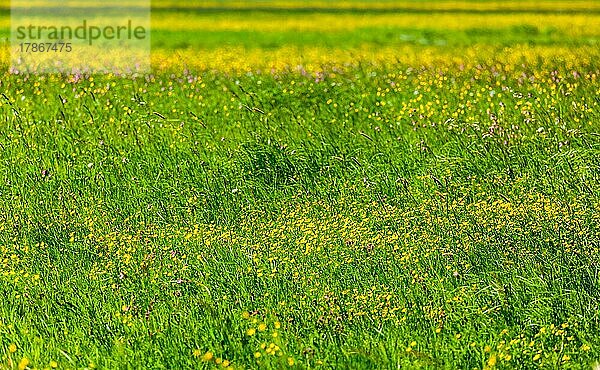 Frühling Sommer Hintergrund  blühende Blumen Feld Wiese flache Tiefenschärfe