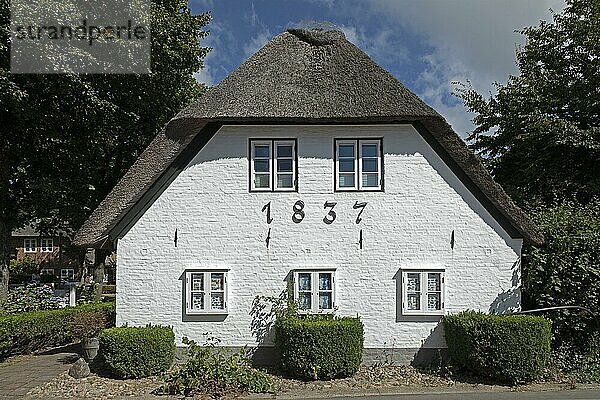 Reetdachhaus  Nieblum  Insel Föhr  Nordfriesland  Schleswig-Holstein  Deutschland  Europa