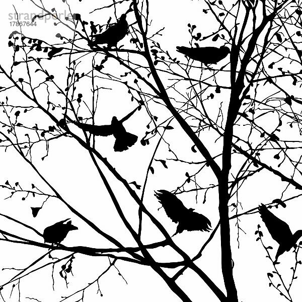 Hintergrund-Illustration mit Tauben Silhouetten in den Bäumen  Vektor