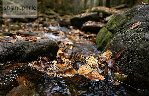Blätter in einem Bach im Herbst  Schwarzwald  Deutschland  Europa