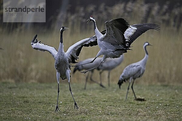 Kranich (Grus grus)  Kranichtanz  Balz  Günzer Seewiesen  Frühjahrszug  Necklenburg-Vorpommern  Deutschland  Europa