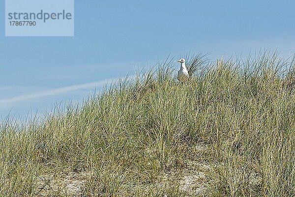 Erwachsene Möwe passt auf Junge auf  Insel Amrum  Nordfriesland  Schleswig-Holstein  Deutschland  Europa