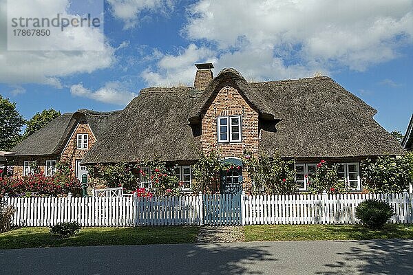 Reetdachhäuser  Nieblum  Insel Föhr  Nordfriesland  Schleswig-Holstein  Deutschland  Europa