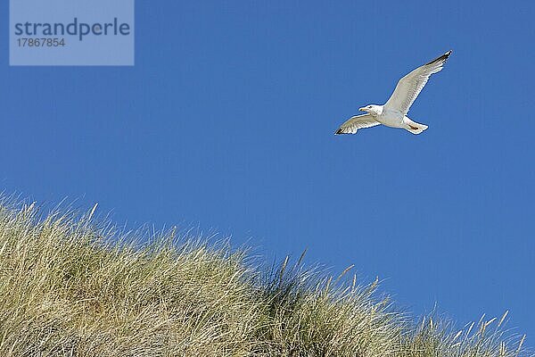 Fliegende Heringsmöwe (Larus fuscus)  Dünen  Insel Amrum  Nordfriesland  Schleswig-Holstein  Deutschland  Europa