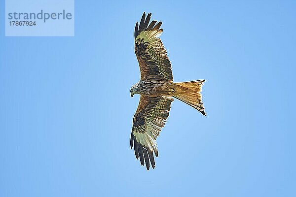 Rotmilan (Milvus milvus) fliegt am Himmel  Bayern  Deutschland  Europa