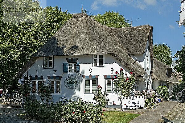 Reetdachhaus  Nieblum  Insel Föhr  Nordfriesland  Schleswig-Holstein  Deutschland  Europa