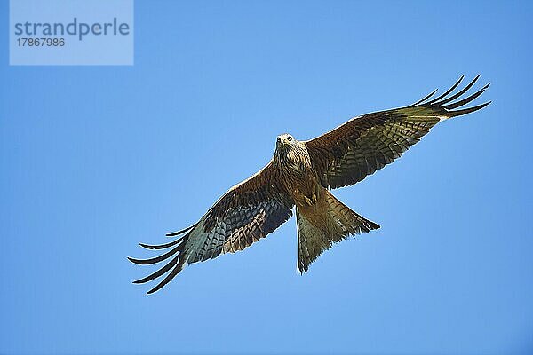 Rotmilan (Milvus milvus) fliegt am Himmel  Bayern  Deutschland  Europa