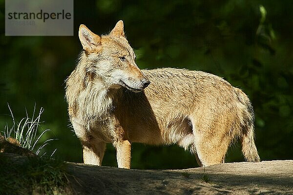 Europäischer Wolf (Canis lupus lupus) in einem Wald  Hessen  Deutschland  Europa