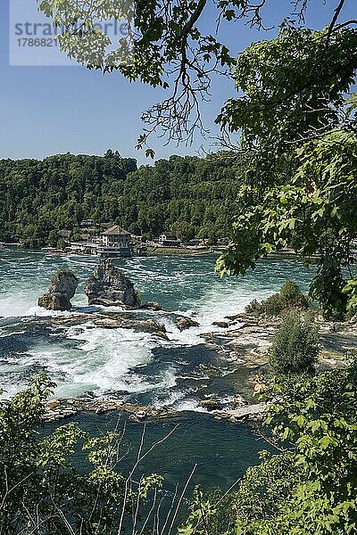 Der Rheinfall bei Niedrigwasser  Schaffhausen  Kanton Schaffhausen  Schweiz  Europa