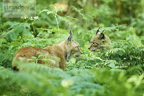 Europäischer Luchs (Lynx lynx) in einem Wald  captive  Hessen  Bayern  Deutschland  Europa