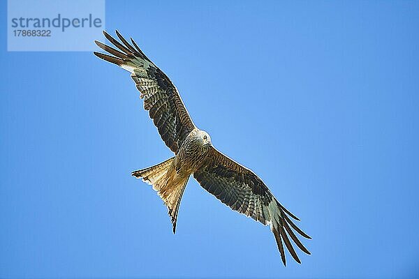 Rotmilan (Milvus milvus) fliegt am Himmel  Bayern  Deutschland  Europa