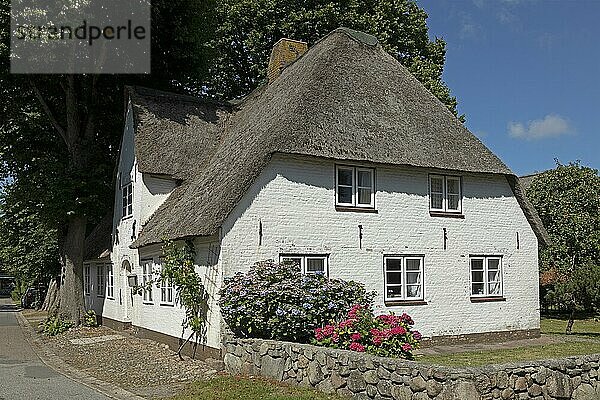 Reetdachhaus  Nieblum  Insel Föhr  Nordfriesland  Schleswig-Holstein  Deutschland  Europa