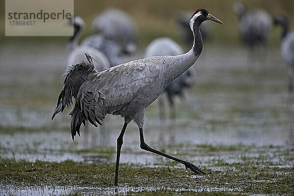 Kraniche (Grus grus) auf vernässter Fläche  Günzer Seewiesen  Frühjahrszug  Necklenburg-Vorpommern  Deutschland  Europa