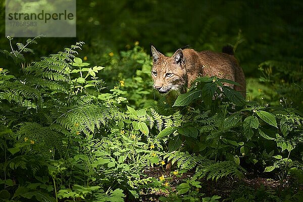 Europäischer Luchs (Lynx lynx) in einem Wald  captive  Hessen  Bayern  Deutschland  Europa